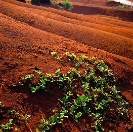 索尼宣布将全球发行国产游戏《失落之魂》和《铃兰计划》
